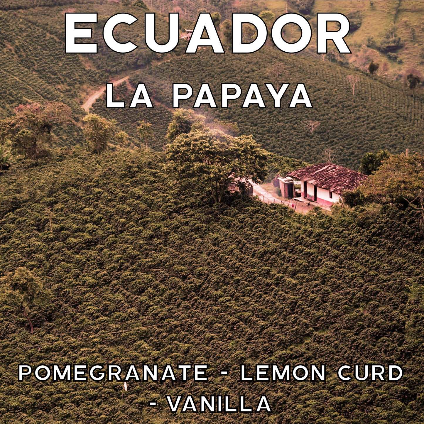 Ecuador - La Papaya- Anaerobic Natural