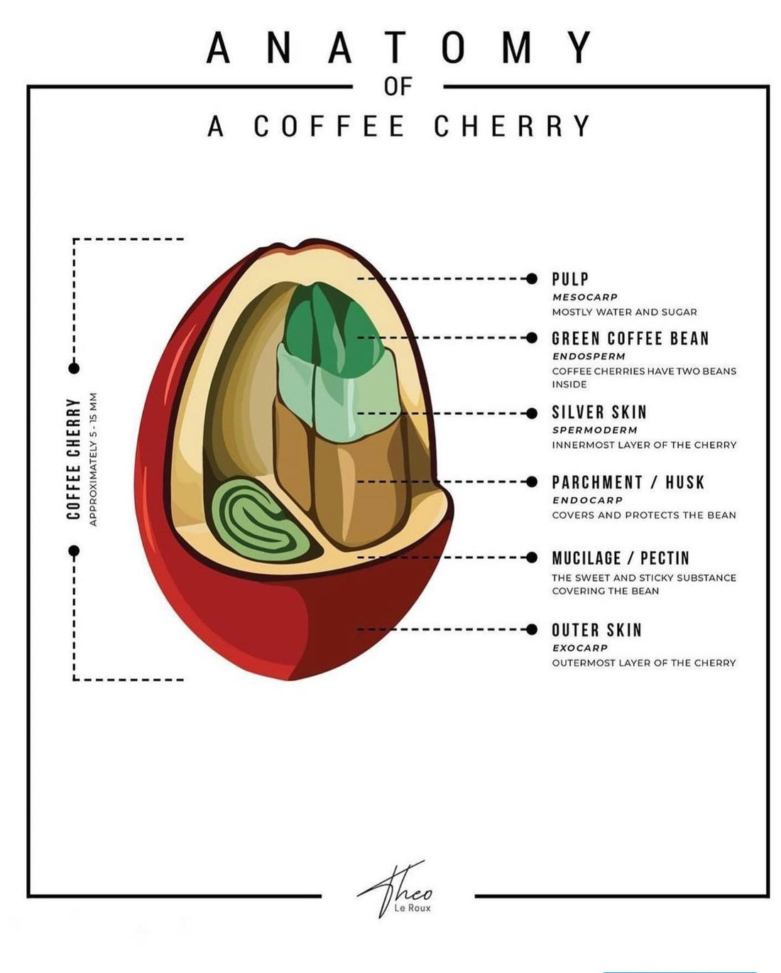 The Anatomy Of A Coffee Cherry