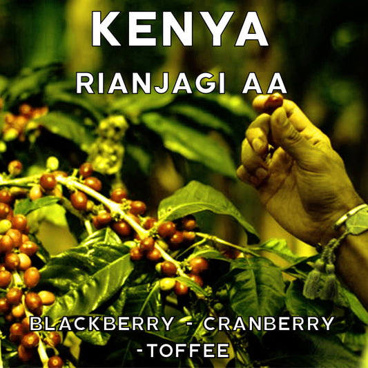 Kenya - Rianjagi AA- Washed