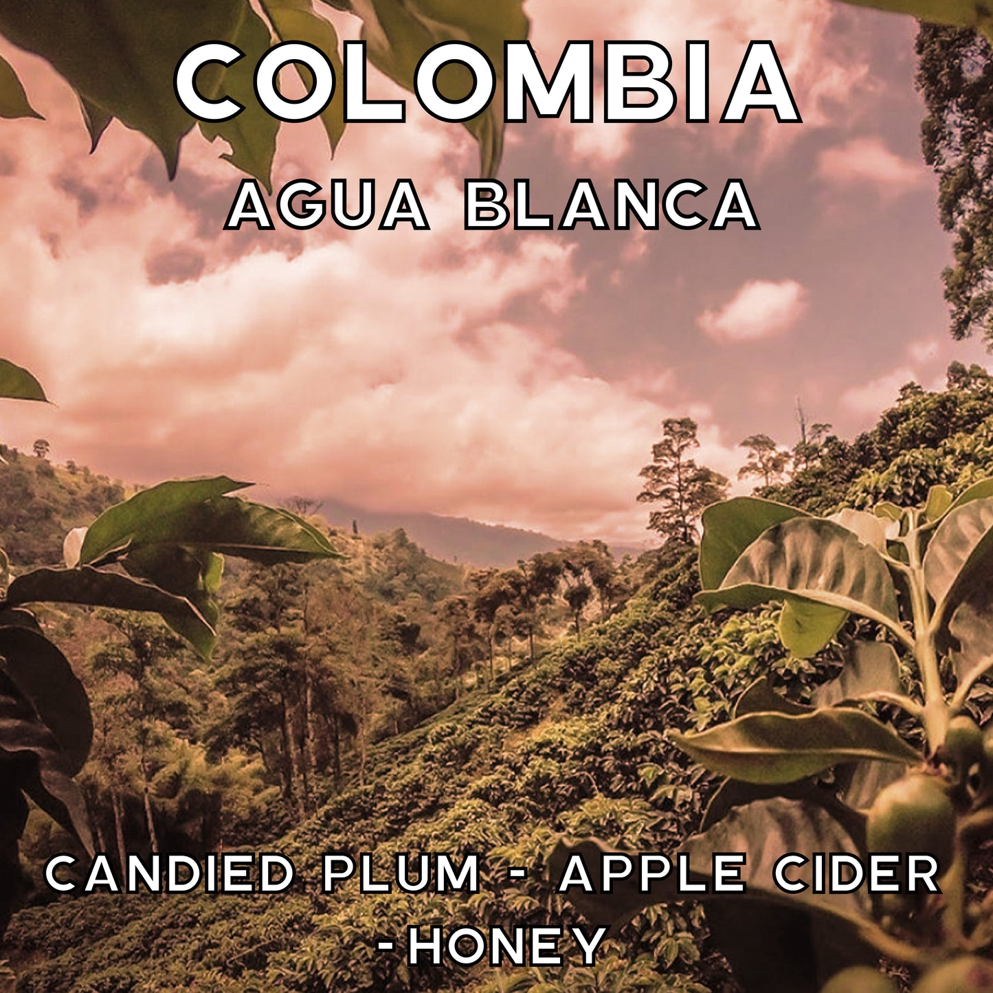 Colombia - Agua Blanca - Washed