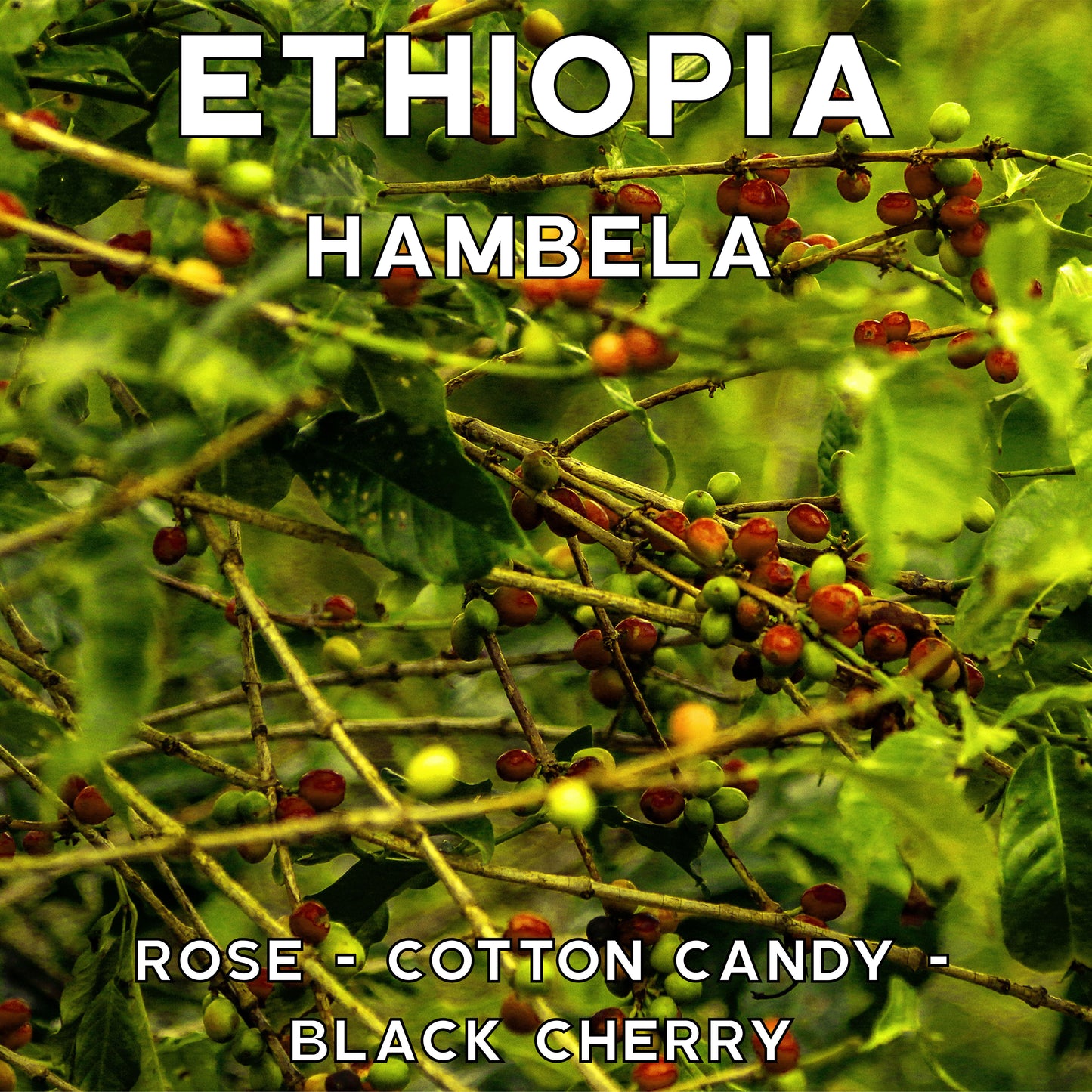 Ethiopia - Hambela - Carbonic Maceration