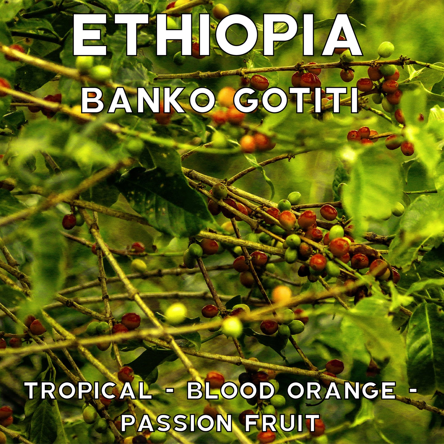 Ethiopia -Banko Gotiti- Lactic Natural
